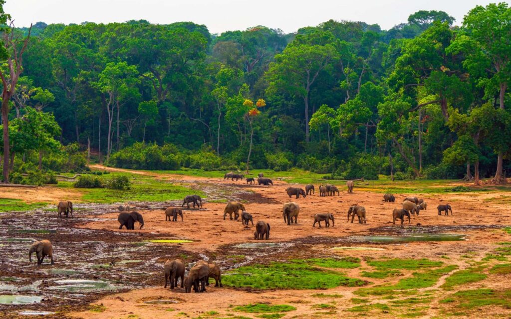 foto material WWF reprodução informativa
